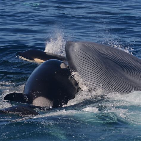 do killer whales attack blue whales