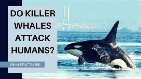 do killer whales attack people