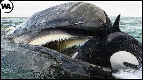 do killer whales eat baleen whales
