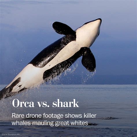 do killer whales eat shark predators