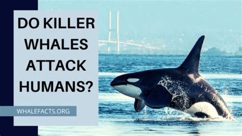 do killer whales hurt humans