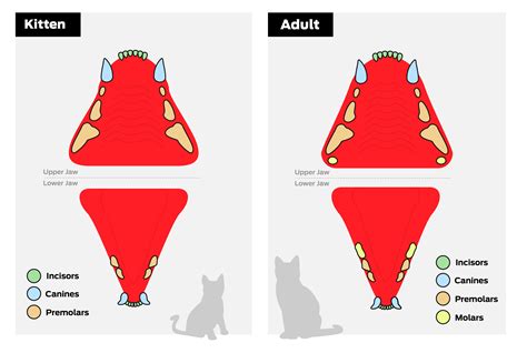 Do Kittens Get A Fever When Teething