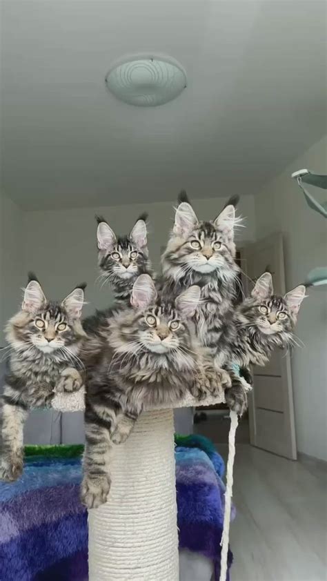 Do Kittens Need A Cat Tree