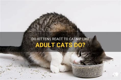 Do Kittens React To Catnip