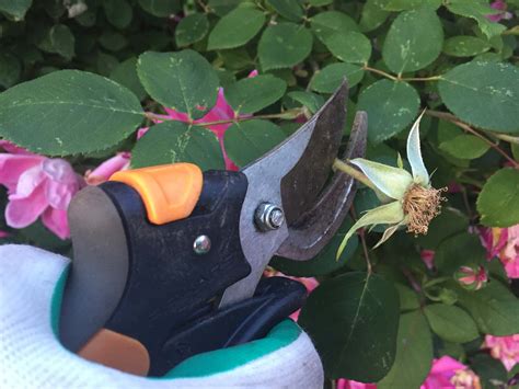 Do Knockout Roses Need Deadheading