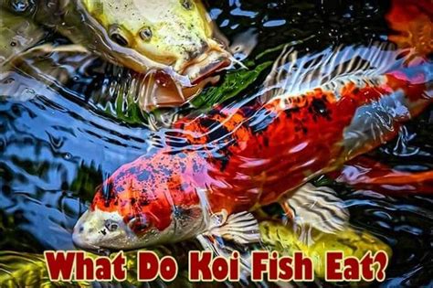Do Koi Eat Fish