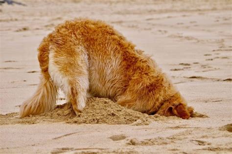 Do Labradoodles Like To Dig