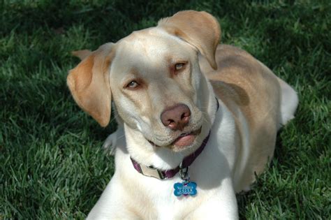 This Do Labradors Have Short Hair Hairstyles Inspiration