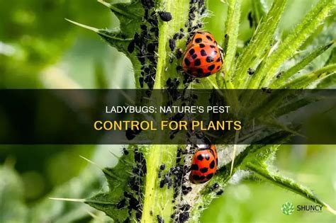 Do Ladybugs Help Plants