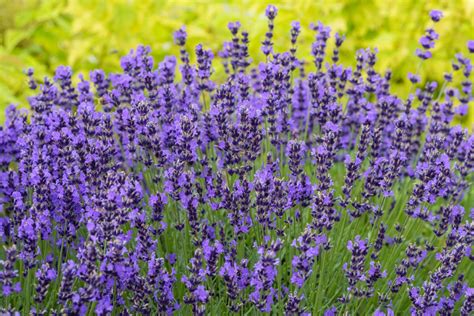 Do Lavender Plants Attract Bees