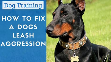 Do Leashes Make Dogs Aggressive