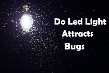 Do Led Light Attract Bugs