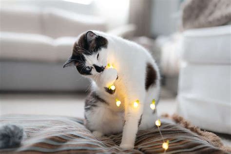 Do Led Lights Affect Cats