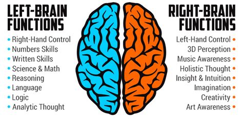 Do Left Handers Use Right Side Brain