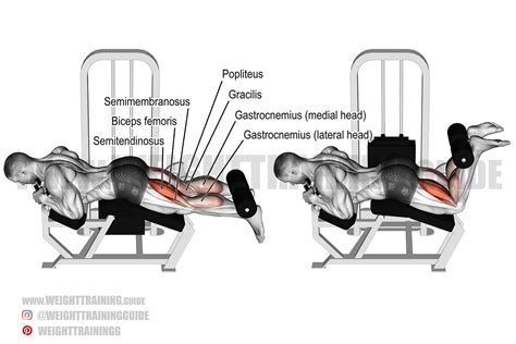 Do Leg Curls Work Hamstrings