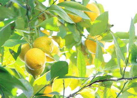 do lemon trees like alot of water