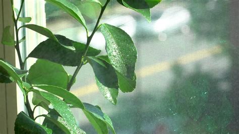 Do Lemon Trees Need Humidity