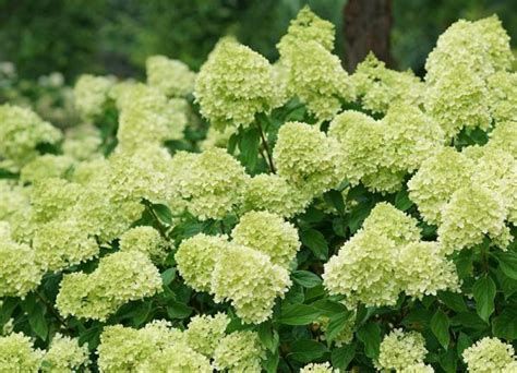 Do Limelight Hydrangeas Bloom Every Year