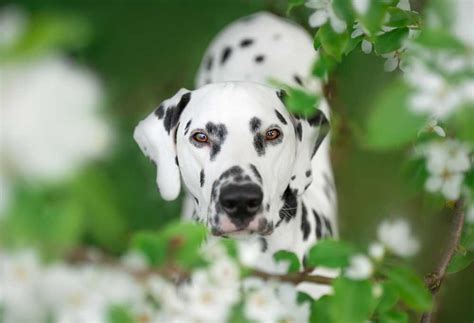 Perfect Do Long Haired Dalmatians Shed With Simple Style