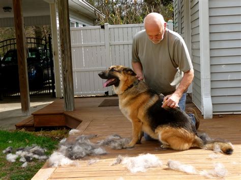  79 Gorgeous Do Long Haired German Shepherds Shed For New Style