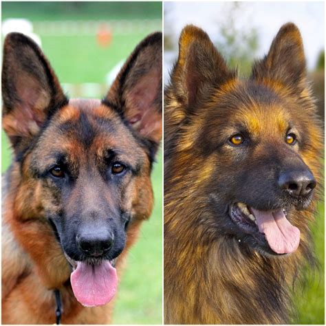  79 Ideas Do Long Haired German Shepherds Shed Less Than Short Haired Hairstyles Inspiration