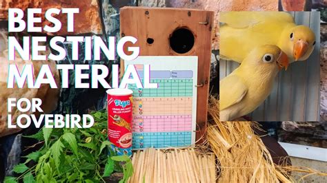 Do Lovebirds Need Nesting Material