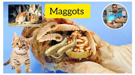 Do Maggots Come From Cats