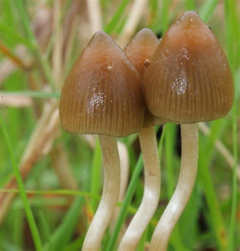 do magic mushroom spores contain psilocybin