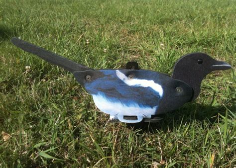 Do Magpie Decoys Work