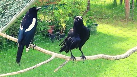 do magpies and crows get along