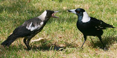 do magpies live in groups