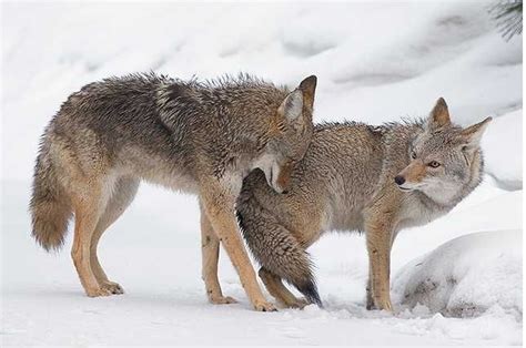 do male coyotes help raise their young