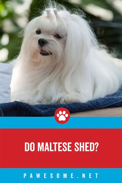 do maltese shed