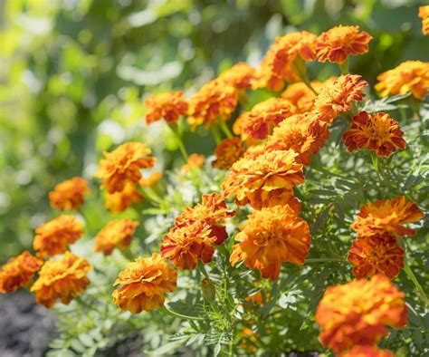 Do Marigolds Keep Spiders Away