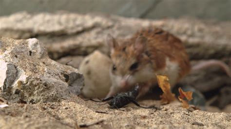 Unbelievable Truth: Do Mice Munch on Insects?