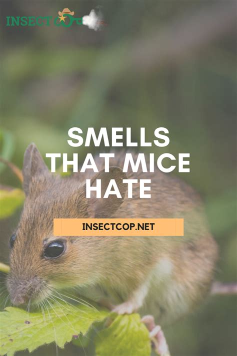 Do Mice Hate Mint