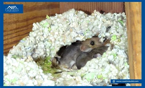 Do Mice Hide In Insulation