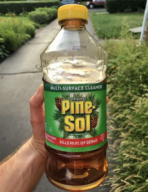 Do Mice Like Pine Scent