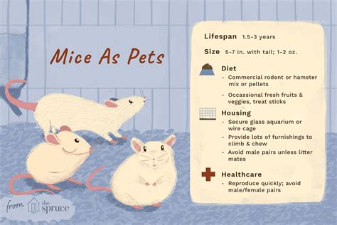 Discover 8 Insights do mice purr uncover their purring secrets