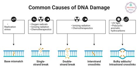 Do Microwaves Damage Dna