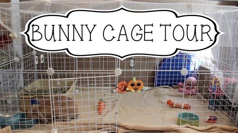 Do Mini Bunnies Need Cage