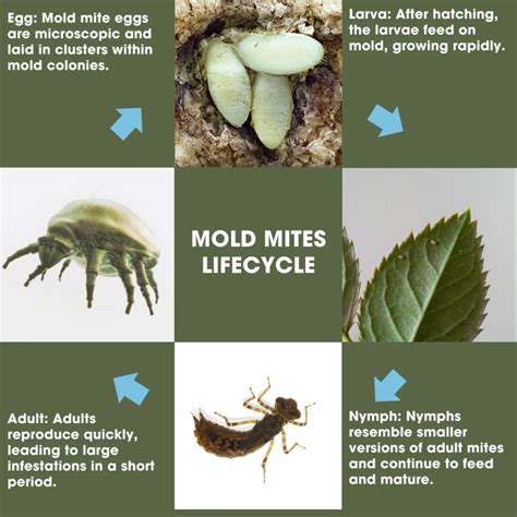Do Mold Mites Move Fast