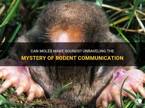 do moles make noise