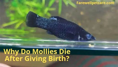do molly fish die after giving birth