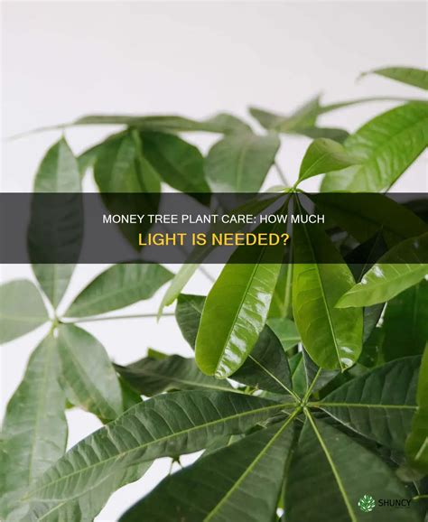 Do Money Trees Need Direct Light