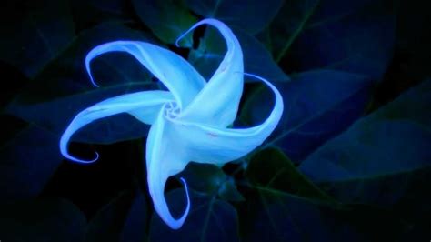 Do Moon Flowers Glow