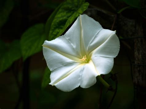 Do Moonflowers Only Bloom Once