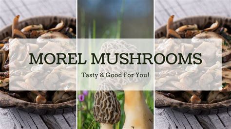 do morel mushrooms have health benefits