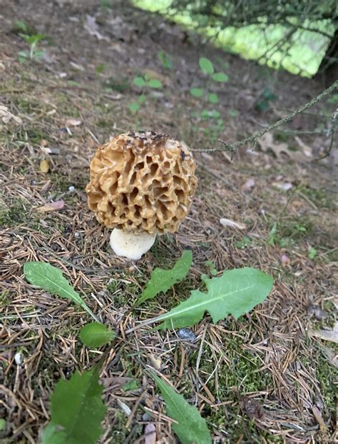 Do Morels Grow Around Pine Trees