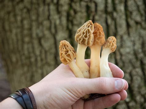 Do Morels Grow In Groups